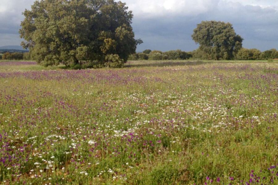 Castilla-La Mancha contabiliza 154.000 hectáreas de tierras de cultivo abandonadas