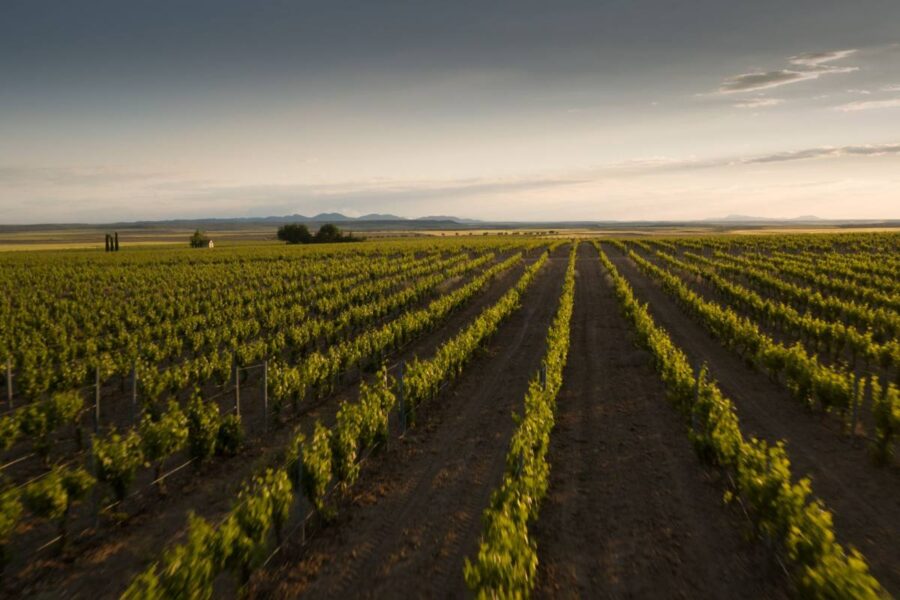 Una bodega toledana abre las puertas de su vendimia para vivir el vino desde su origen