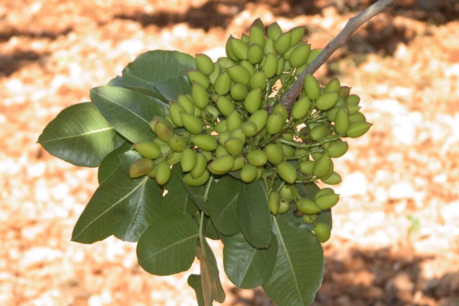 Castilla-La Mancha pone a disposición del sector un servicio de identificación varietal de pistachero