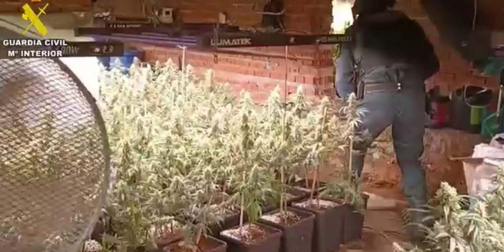 Cultivo indoor cannabis