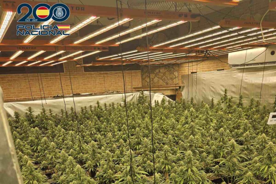 Golpe al tráfico de drogas en Talavera: desmantelan en Patrocinio una plantación de marihuana con 585 plantas