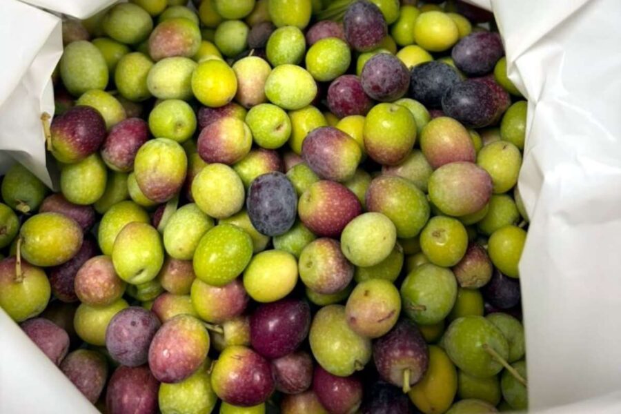 La recogida de la aceituna también se adelanta en Castilla-La Mancha, como la vendimia
