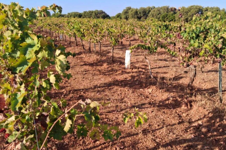 Programada una jornada de campo gratuita sobre implantación de cubiertas vegetales en viña, olivar y pistacho