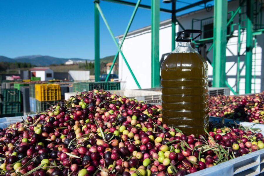 «No hay quien compre»: las cooperativas alertan del bloqueo del mercado del aceite de oliva y piden que el Gobierno actúe