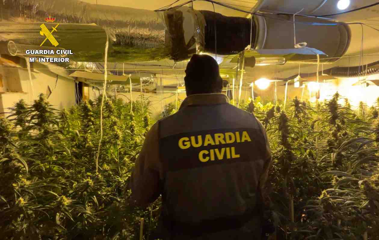 Imagen de una de las plantaciones desmanteladas.