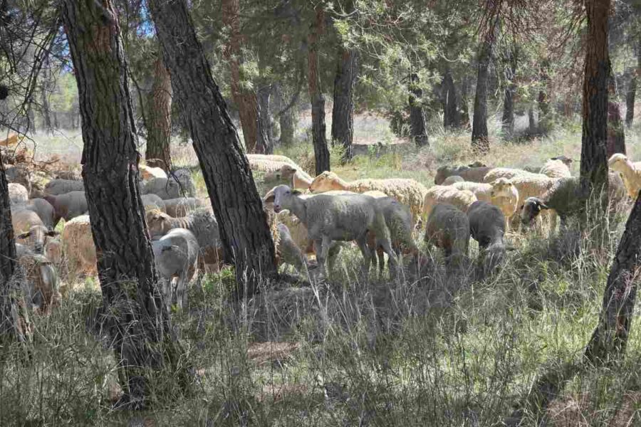 La Consejería asegura que no hay circulación de shamonda en Toledo y que «el virus ha pasado»
